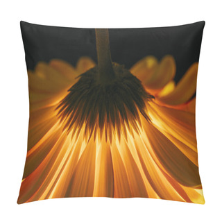 Personality  Beautiful Gerbera Flower Isolated On Black Pillow Covers