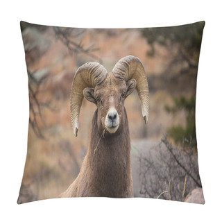 Personality  Close Up Of A Bighorn Sheep Ram Chewing On A Piece Of Grass. Pillow Covers