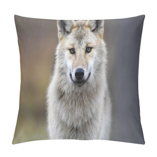 Personality  Eurasian Wolf, Also Known As The Gray Or Grey Wolf Also Known As Timber Wolf.  Autumn Forest. Scientific Name: Canis Lupus Lupus. Natural Habitat. Pillow Covers