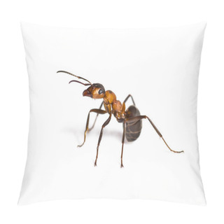 Personality  European Red Wood Ant, Formica Polyctena, Isolated On White Pillow Covers