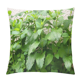 Personality  Herbs In Your Backyard Pillow Covers