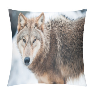 Personality  Wolf (lat. Canis Lupus) Pillow Covers
