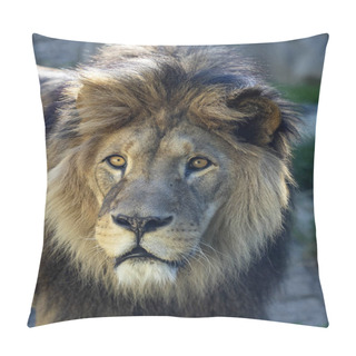 Personality  Portrait Of A Beautiful Big Male Barbary The Lion, Panthera Leo Leo Pillow Covers