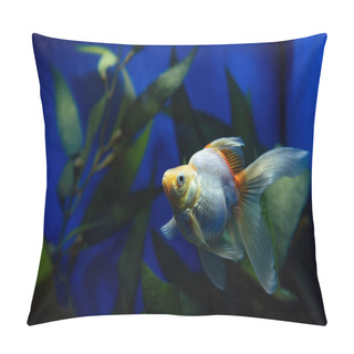 Personality  Goldfish Swimming Under Water In Aquarium With Green Plant Pillow Covers