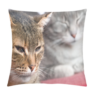 Personality  Kitties Pillow Covers