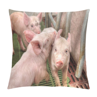 Personality  Momma Pig Feeding Baby Pigs Pillow Covers