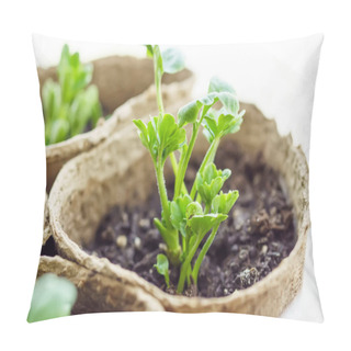 Personality  Young Seedlings Of Ranunculus Asiaticus, A Cultivated Form, Buttercups, Spearworts And Water Crowfoots In The Ground. Selective Focus. Pillow Covers