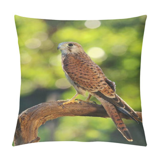 Personality  Common Kestrel Falco Tinnunculus Pillow Covers