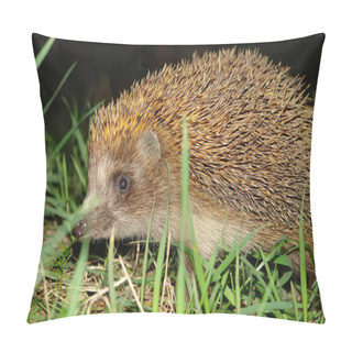 Personality  Night Hedgehog Pillow Covers