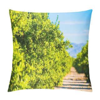 Personality  Lemon Trees Plantation Pillow Covers