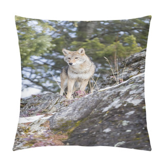 Personality  Coyote In A Natural Environment Pillow Covers