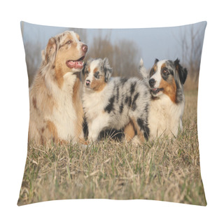 Personality  Beautiful Australian Shepherd Dog With Its Puppies Pillow Covers