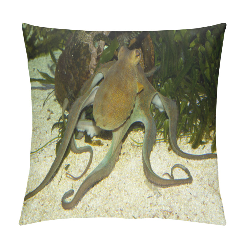 Personality  Common Octopus (Octopus Vulgaris).  Pillow Covers