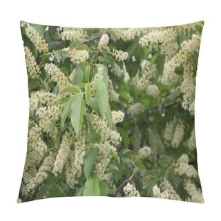 Personality  Green Leaves And White Gorgeous Acacia Flowers Pillow Covers