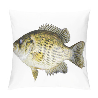 Personality  Rock Bass (Ambloplites Rupstris) Isolated Over A White Backgroun Pillow Covers