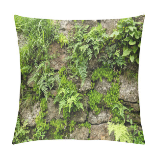 Personality  Close-up View Of Stone Wall And Green Fern With Moss Growing Through Stones In Indian Himalayas, Dharamsala, Baksu  Pillow Covers