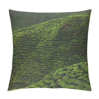 Personality  Aerial View Of Green Tea Plantation For Background Pillow Covers