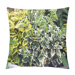 Personality  Weeping Fig (Ficus Benjamina), Gardening Theme Pillow Covers