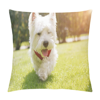 Personality  Smiling White Dog Walking. Close Up Portrait.West Highland White Terrier. Backlight Pillow Covers