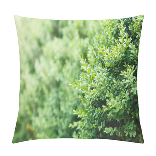 Personality  A Well Landscaped  Hedge Of Bushes  Boxwood Pillow Covers