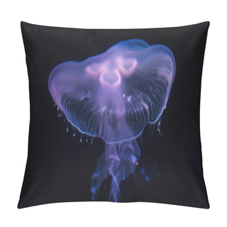 Personality  Moon Jellyfish Aurelia Aurita Over Black Background Pillow Covers