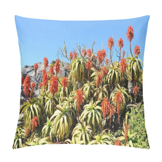 Personality  Beautiful Flowering Aloes In The Kirstenbosch Gardens, Cape Town, South Africa Pillow Covers