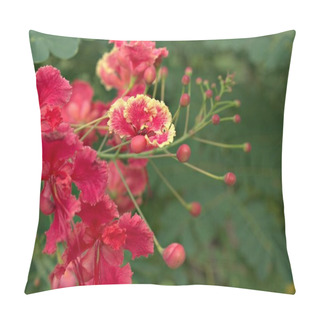 Personality  Closeup Red Royal Poinciana ,Caesalpinioideae Flower Plants In Garden With Soft Focus And Blurred Background ,macro Image ,orange Flowers Pillow Covers
