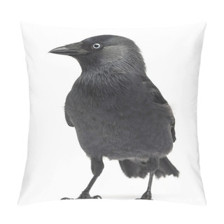 Personality  Western Jackdaw Corvus Monedula, (or Eurasian Jackdaw, Or European Jackdaw Or Simply Jackdaw) Against White Background Pillow Covers