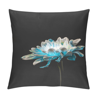 Personality  Studio Shot Of Blue And White Flower, Isolated On Black With Copy Space Pillow Covers