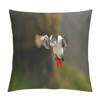 Personality  Colorful Seabird, Fratercula Arctica, Atlantic Puffin With Small Sandeels In Its Beak Flying Against Green Background. Close Up Photo. Wild Atlantic Puffin With Fish And Outstretched Wings. Pillow Covers