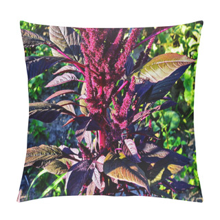 Personality  Amaranthus Cruentus, Amaranth Flowers Closeup Pillow Covers