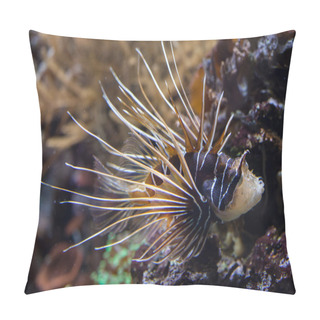 Personality  Clearfin Lionfish (Pterois Radiata). Pillow Covers