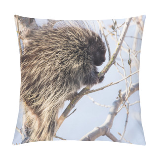 Personality   Porcupine In Wild, Animal. Nature, Fauna Pillow Covers