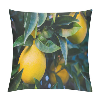 Personality  Ripe Orange Fruits On Green Tree Branches  Pillow Covers