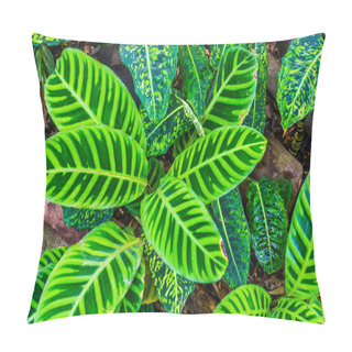 Personality  Leaves Of A Zebra Plant In Closeup, Tropical Plant Specie From Brazil, Exotic Garden And Nature Background Pillow Covers