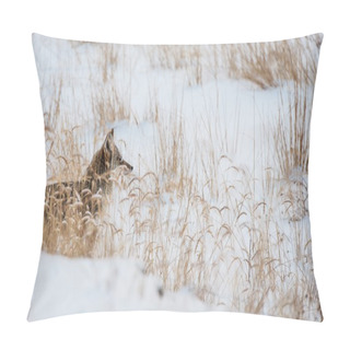 Personality  Coyote On Winter Meadow Pillow Covers