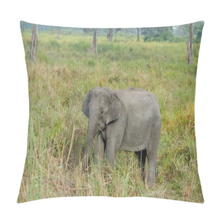Personality  Indian Elephant (Elephas Maximus Indicus) Eating, Kaziranga National Park, Assam, India, Asia Pillow Covers