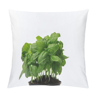 Personality  Fresh Green Basil Growing In Flowerpot Isolated On White Pillow Covers