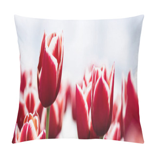 Personality  Selective Focus Of Colorful Red Tulips In Field, Panoramic Shot Pillow Covers