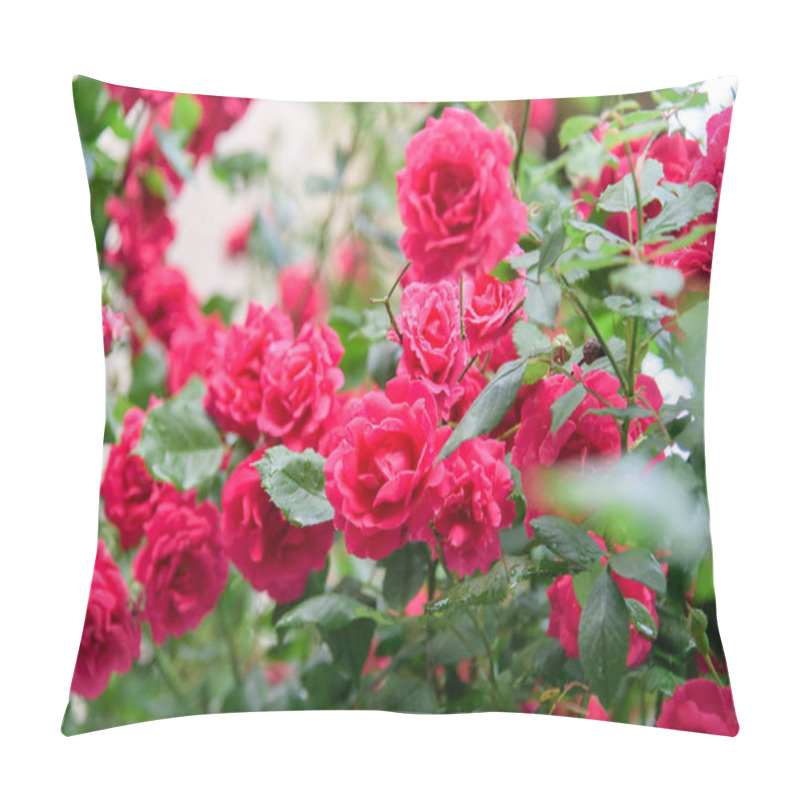 Personality  Closeup Of Rose Bush Flowers In Summer Garden During Blossoming After Rain Pillow Covers