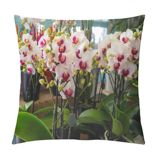 Personality  Beautiful Orchid Flowers In A Flower Shop Pillow Covers