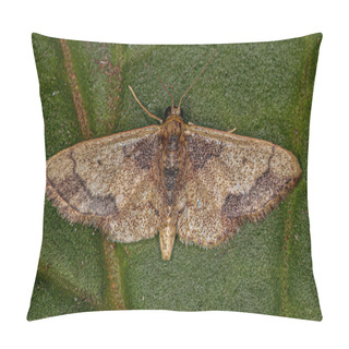 Personality  Adult Kendall Wave Moth Of The Species Idaea Kendallaria Pillow Covers
