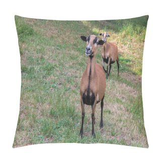 Personality  Cameroon Sheep On The Meadow Pillow Covers