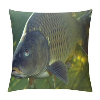 Personality  The Common Carp (Cyprinus Carpio). Pillow Covers