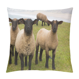 Personality  Sheep With Black Face And Legs Pillow Covers