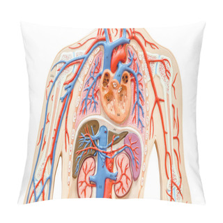 Personality  Model Human Body With Liver, Kidney, Lungs And Heart. Pillow Covers