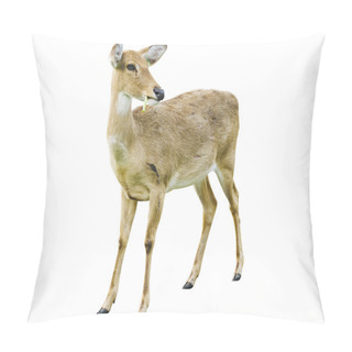 Personality  Deer Isolated On The White Background. Pillow Covers