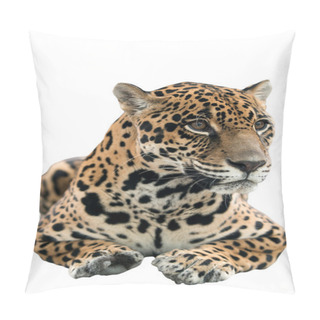 Personality  Jaguar ( Panthera Onca ) Isolated Pillow Covers