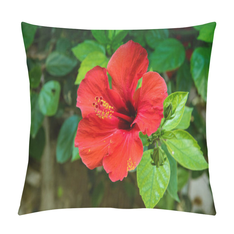 Personality  Red Hibiscus flower in the garden with water drops. Detail of the stamen and pistil on green background pillow covers