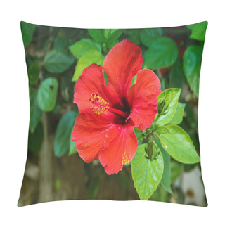 Personality  Red Hibiscus Flower In The Garden With Water Drops. Detail Of The Stamen And Pistil On Green Background Pillow Covers